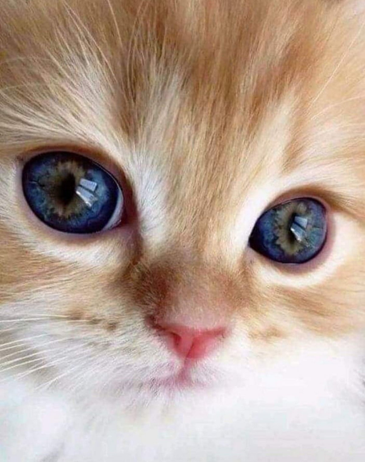 Кот из Шрека Найди меня