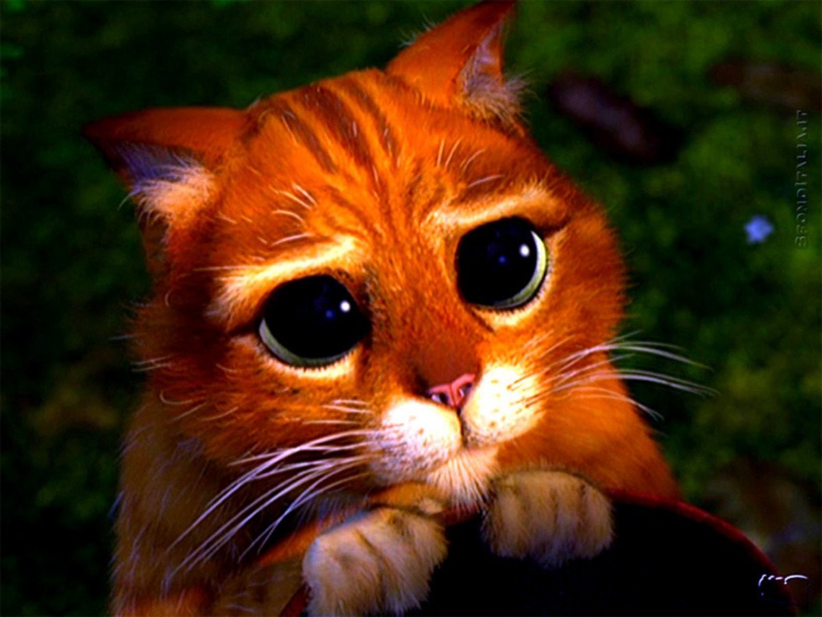 Кот из Шрека Мем