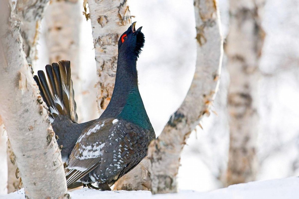 Птицы камчатки