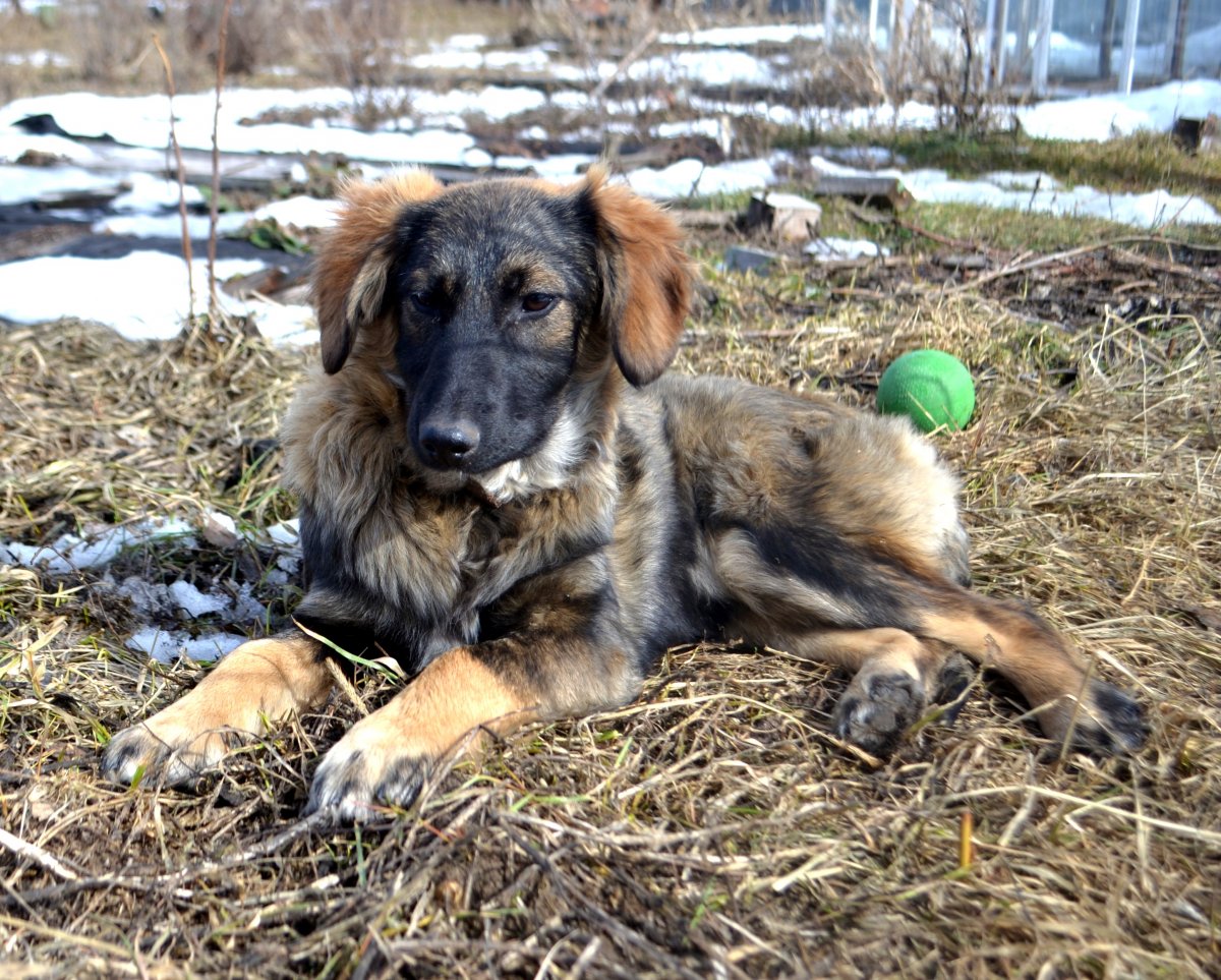 Метис лабрадор персиковый