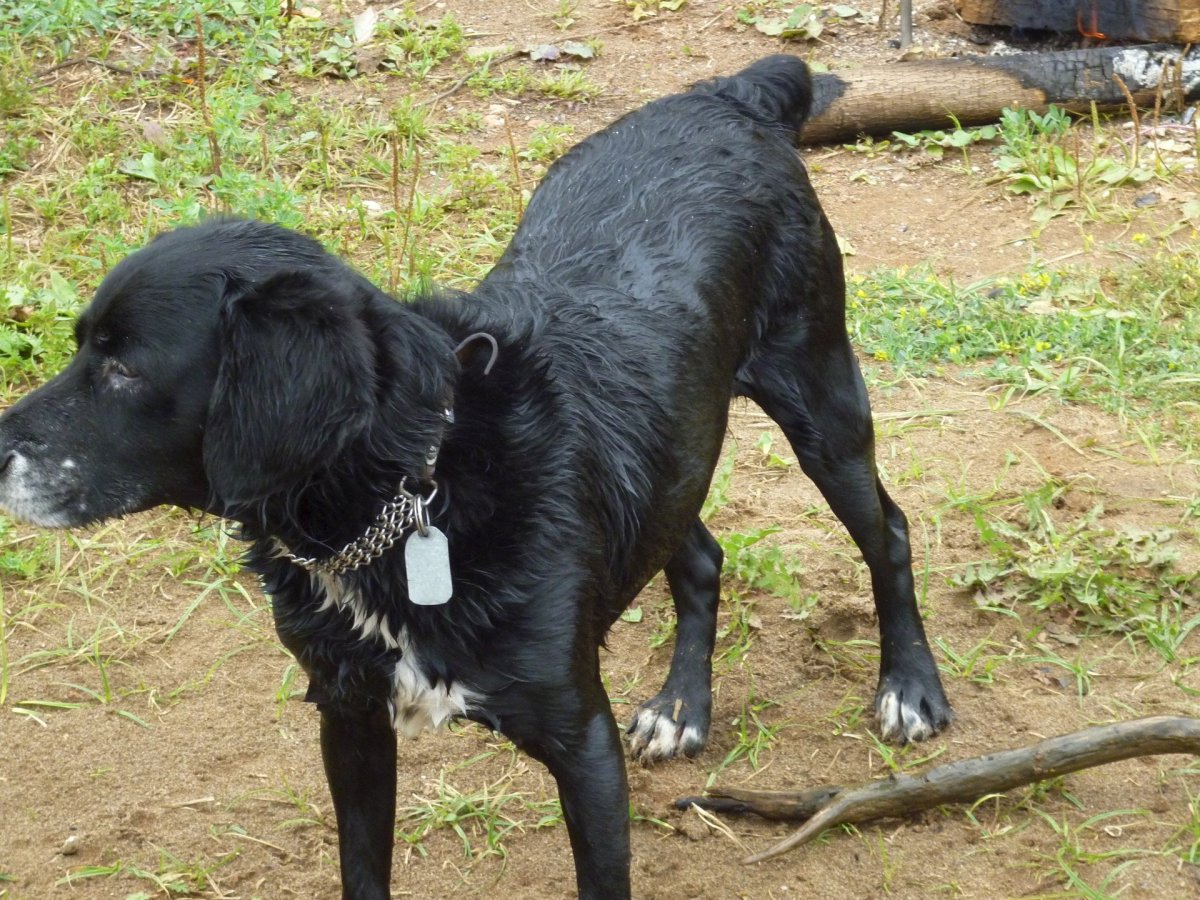Помесь лабрадора и спаниеля