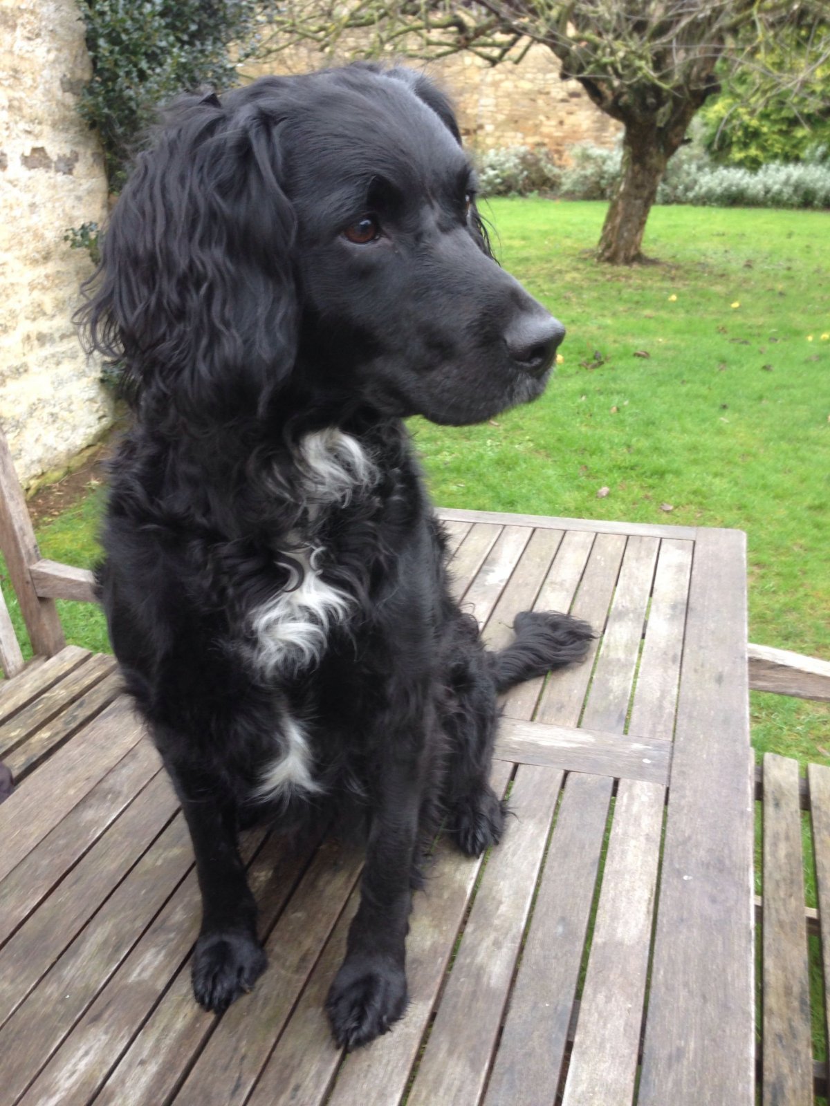 Смесь кокер спаниеля и русского охотничьего спаниеля