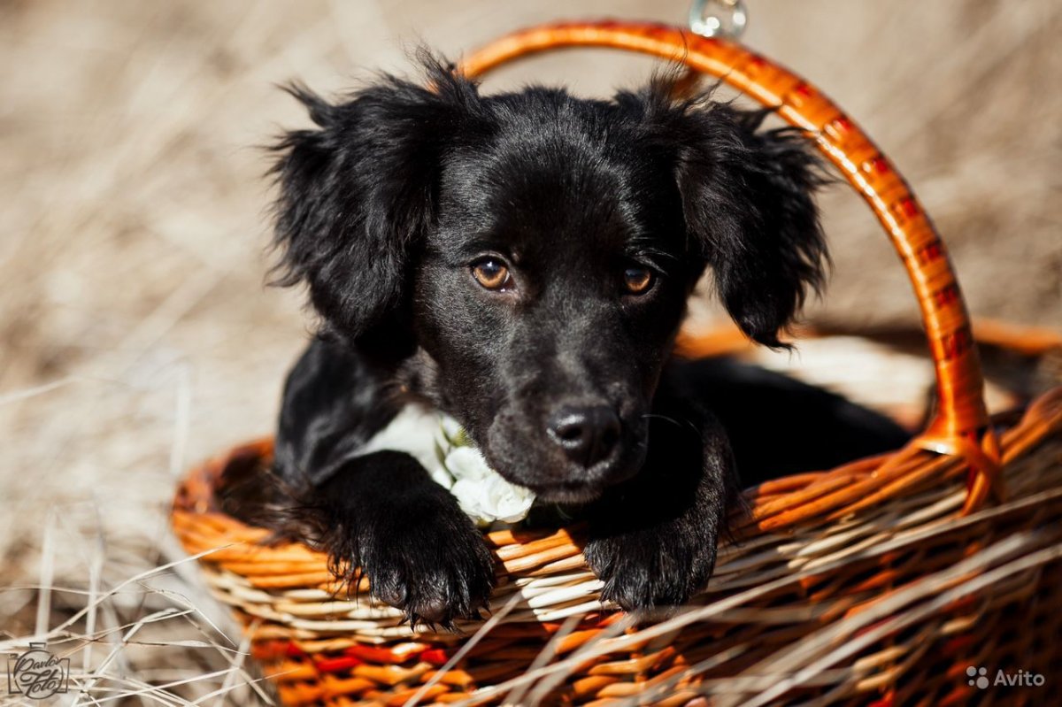 Метис спаниеля и овчарки