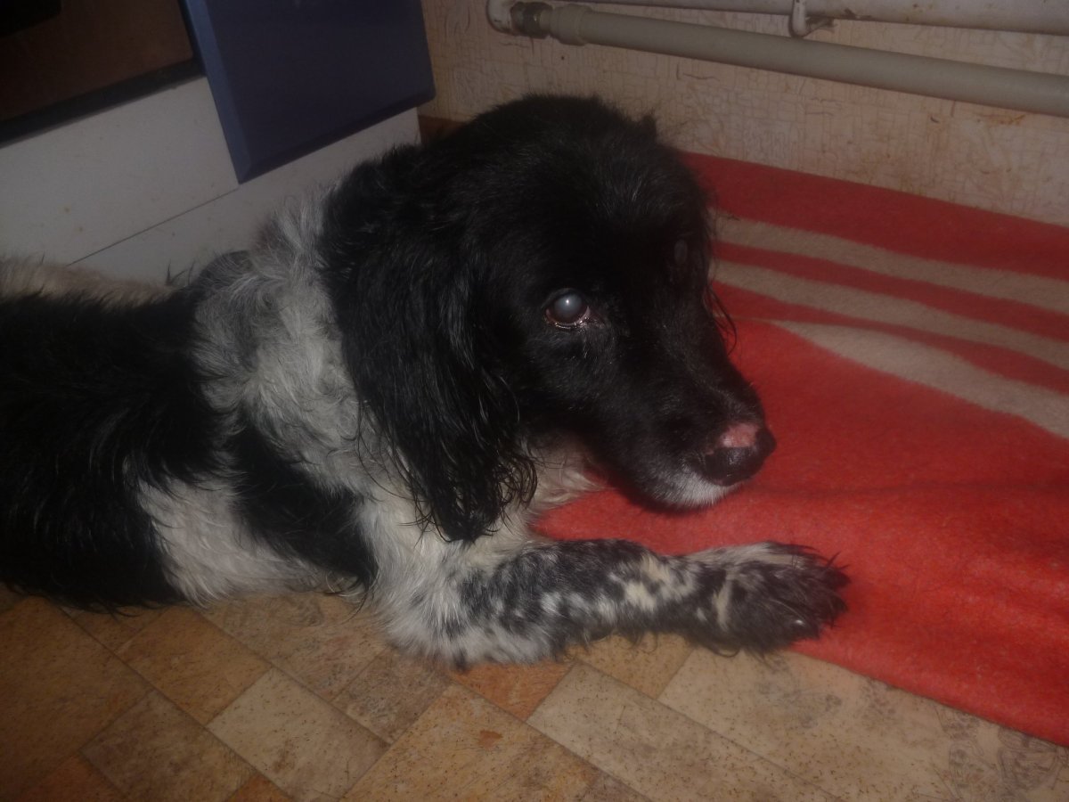 Метис спаниеля и ротвейлера