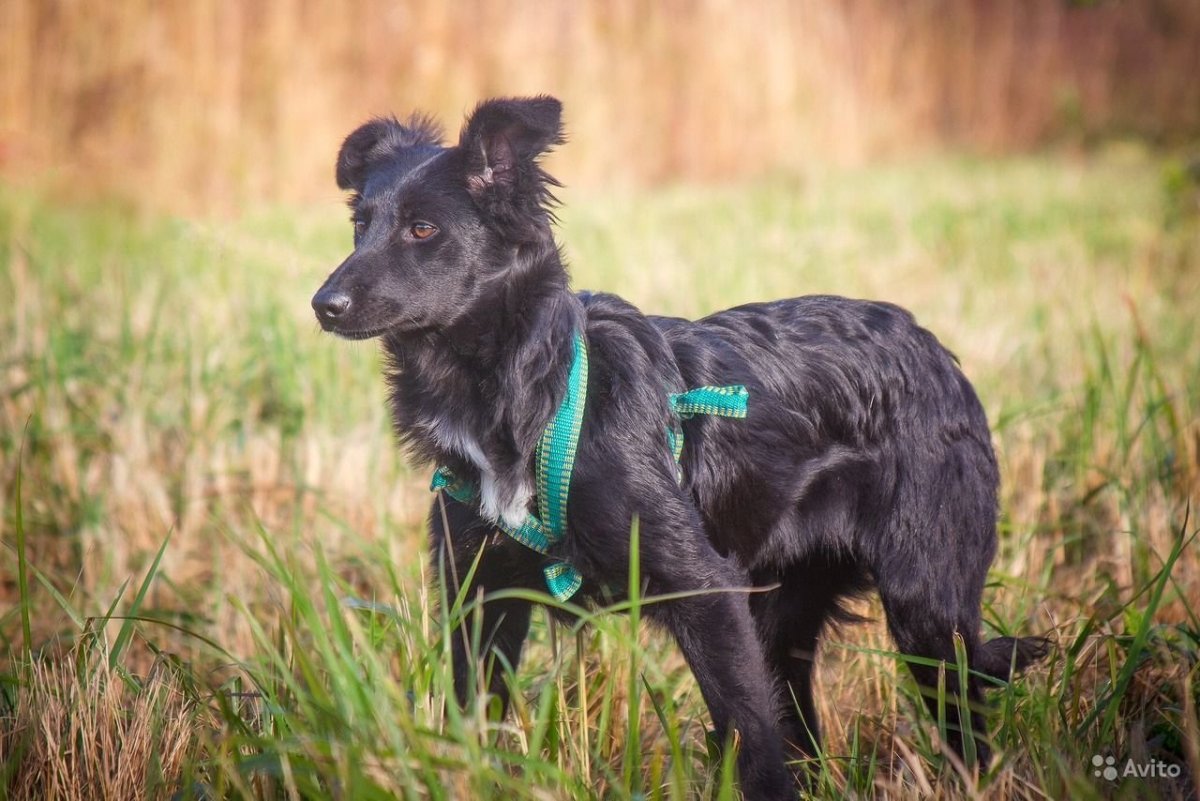 Метис кокер спаниеля