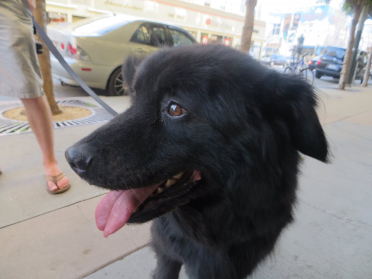 Лабрадор ретривер метис датского дога.