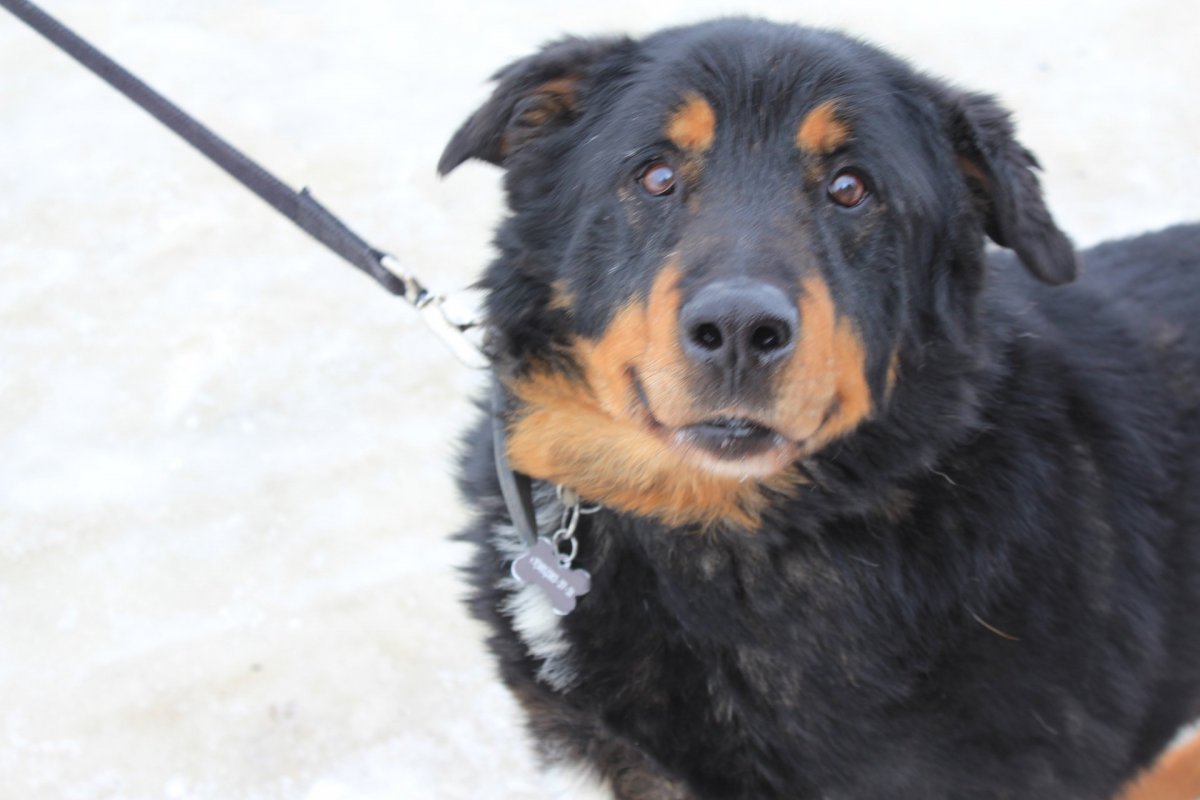 Помесь таксы и спаниеля