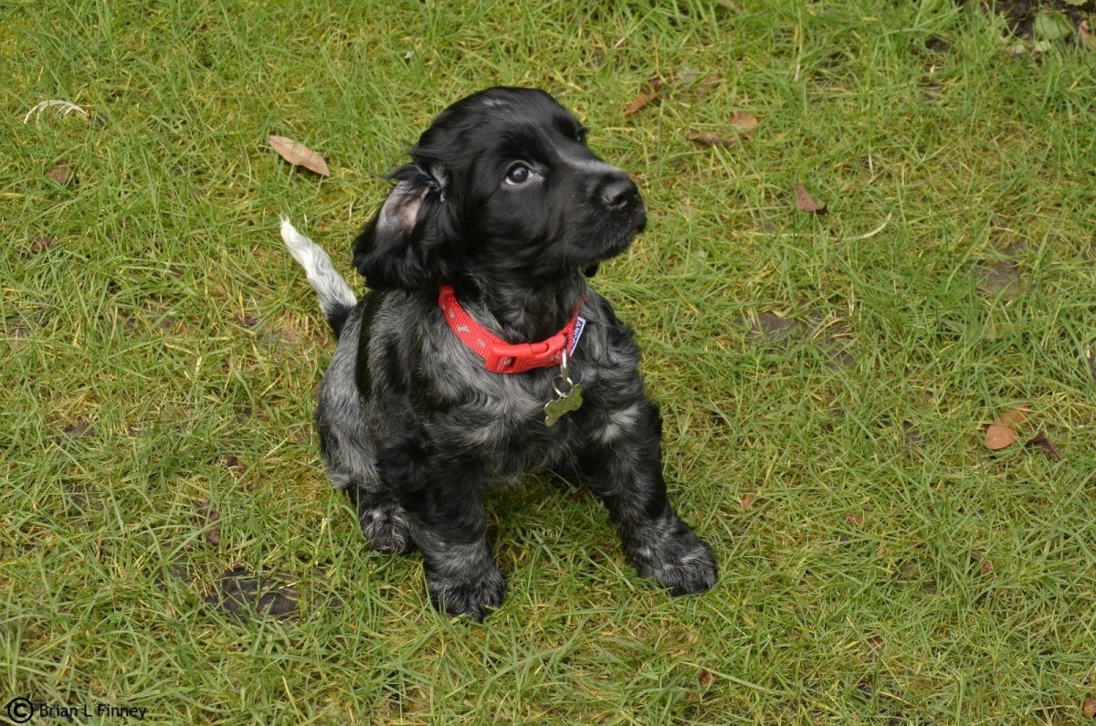 Метисы бордер колли черные