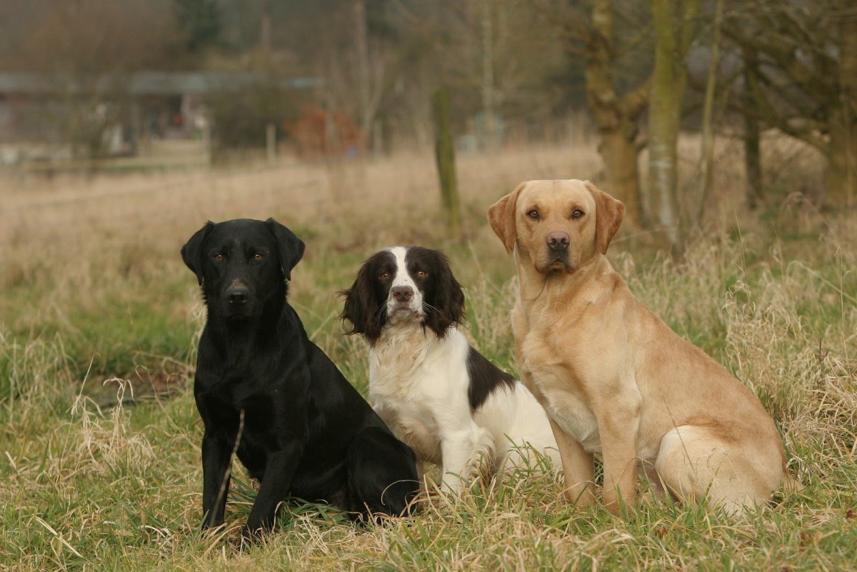 Метис кокер лабрадор