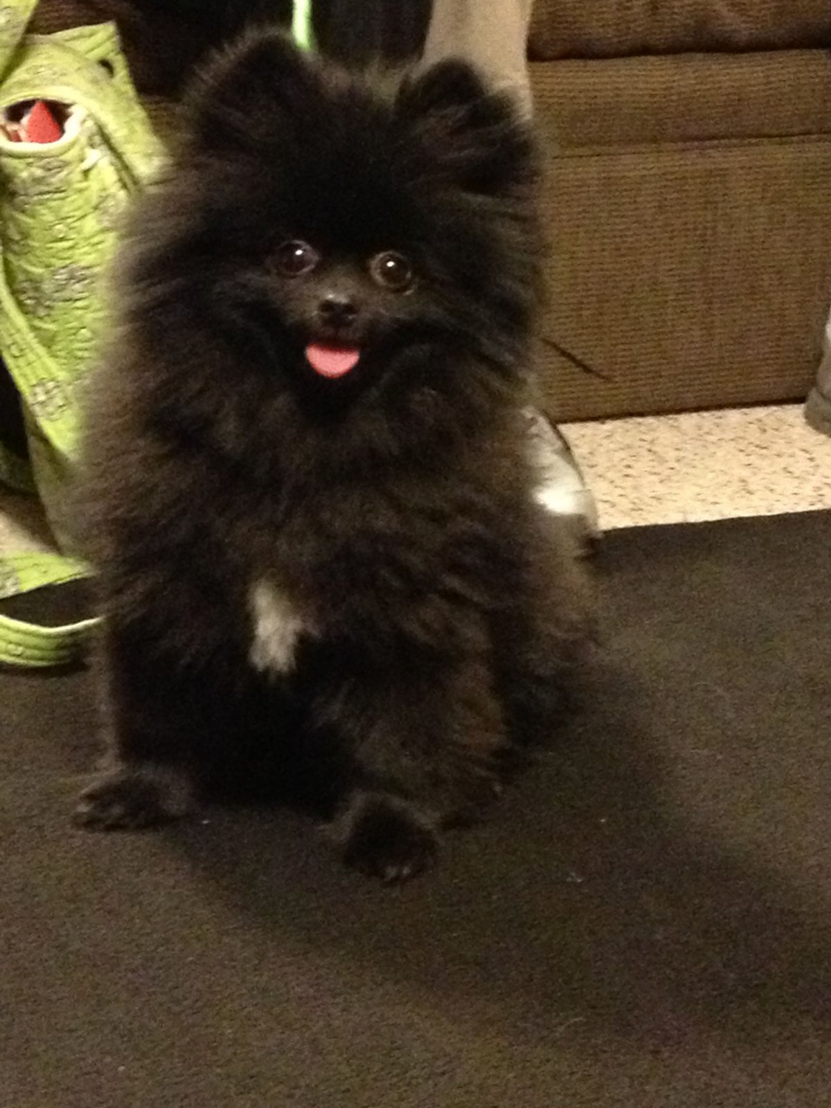 Подстриженый чёрный шпиц