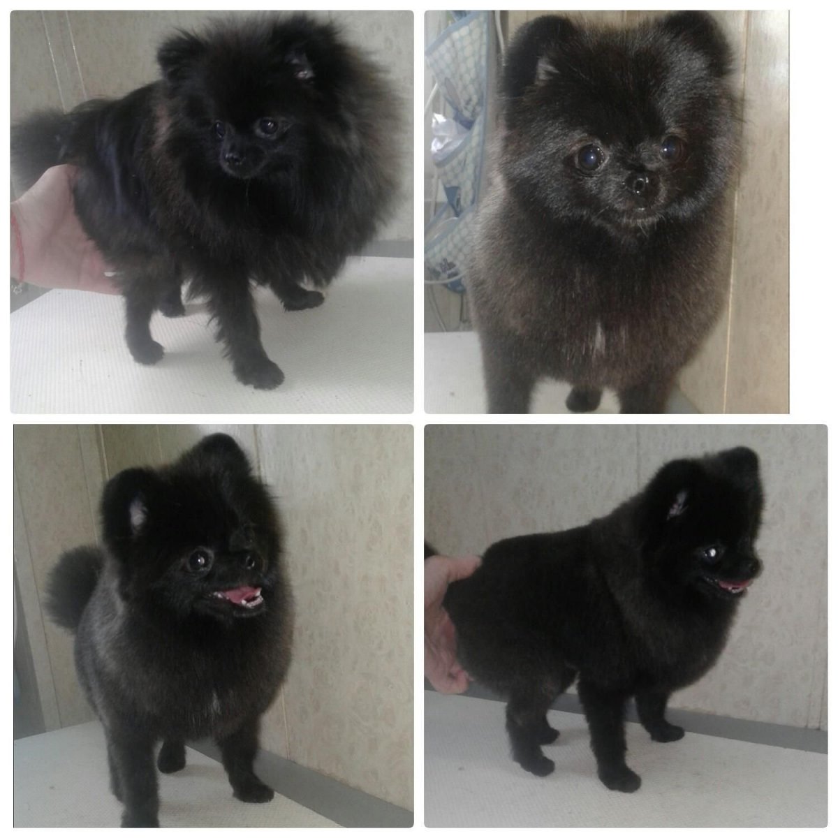 Стрижки шпицев черного цвета