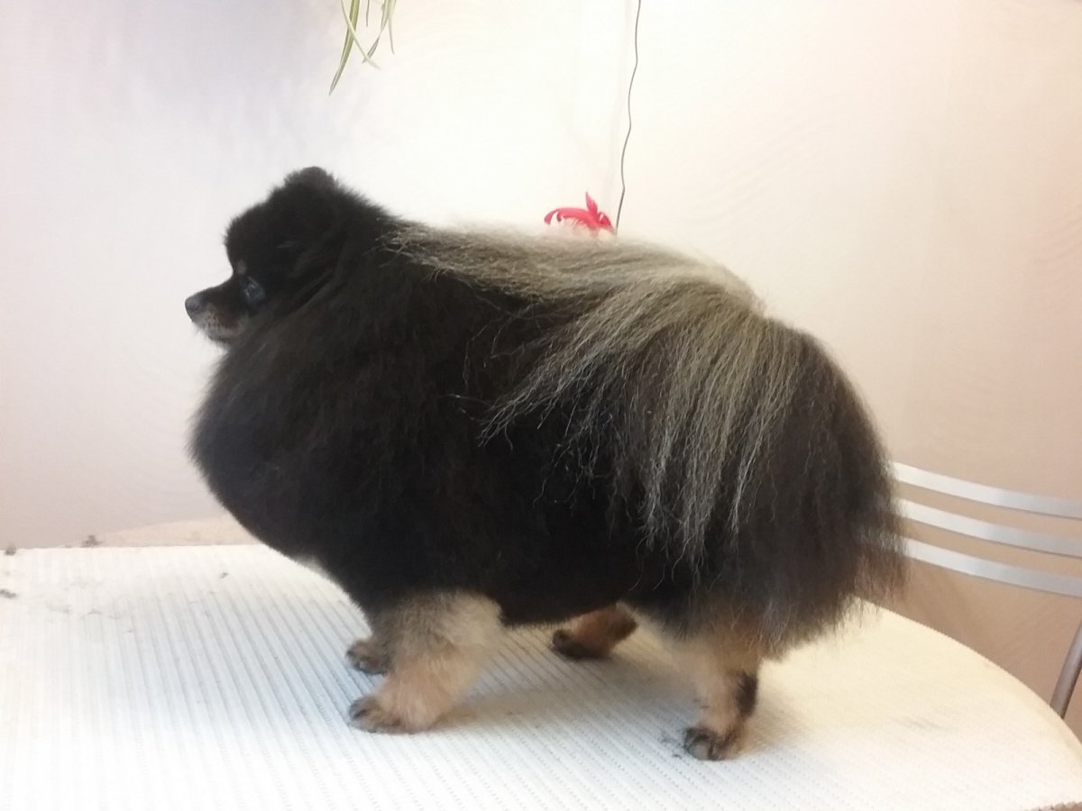 Черный шпиц с покрашенным хвостом