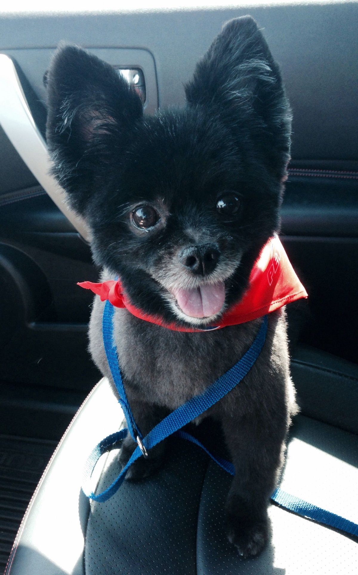 Малый немецкий шпиц черно белый