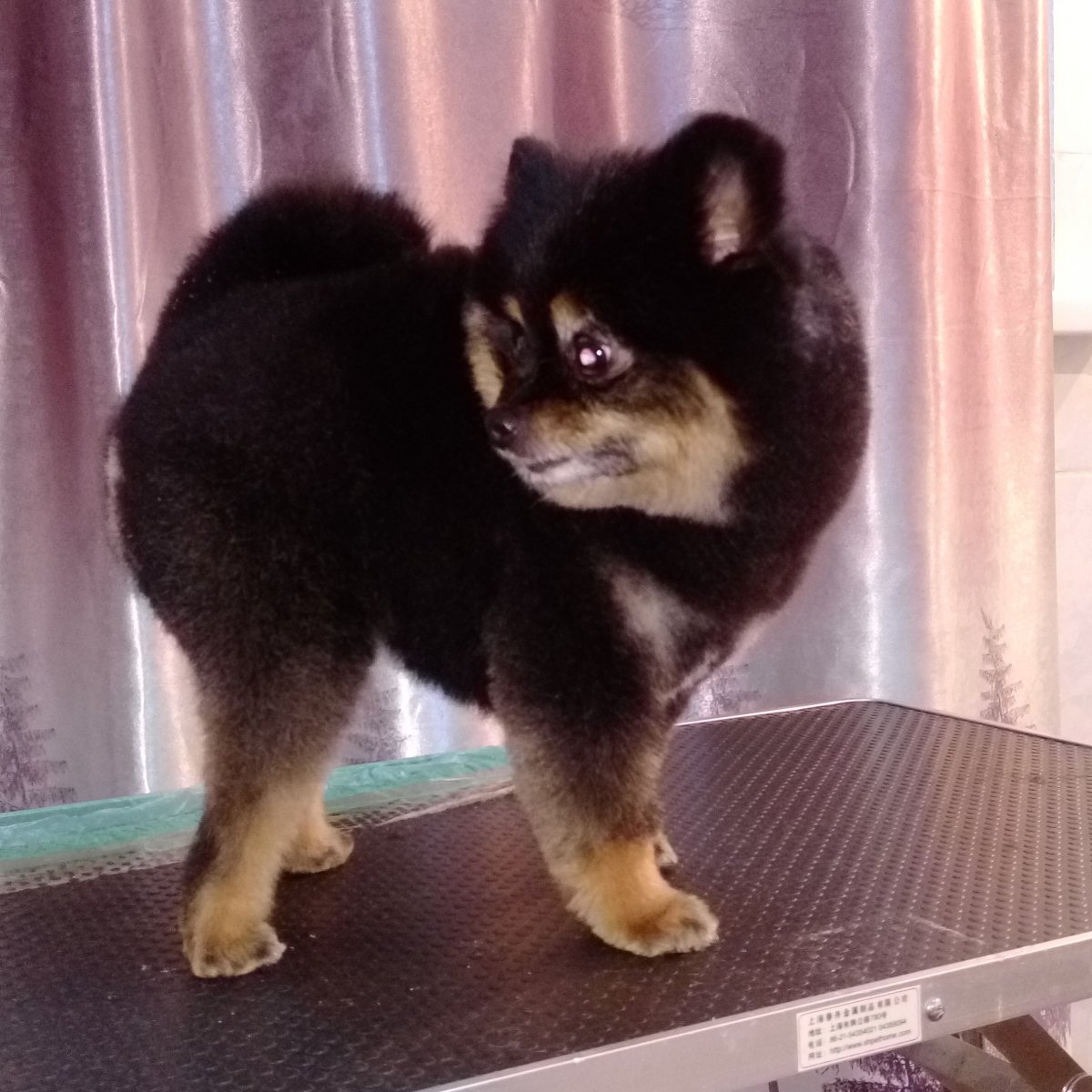 Шпиц померанский черный стрижка