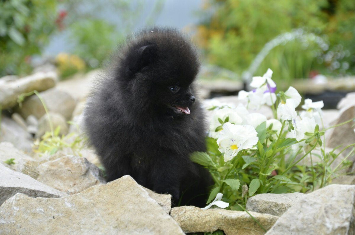 Померанский Лулу черный