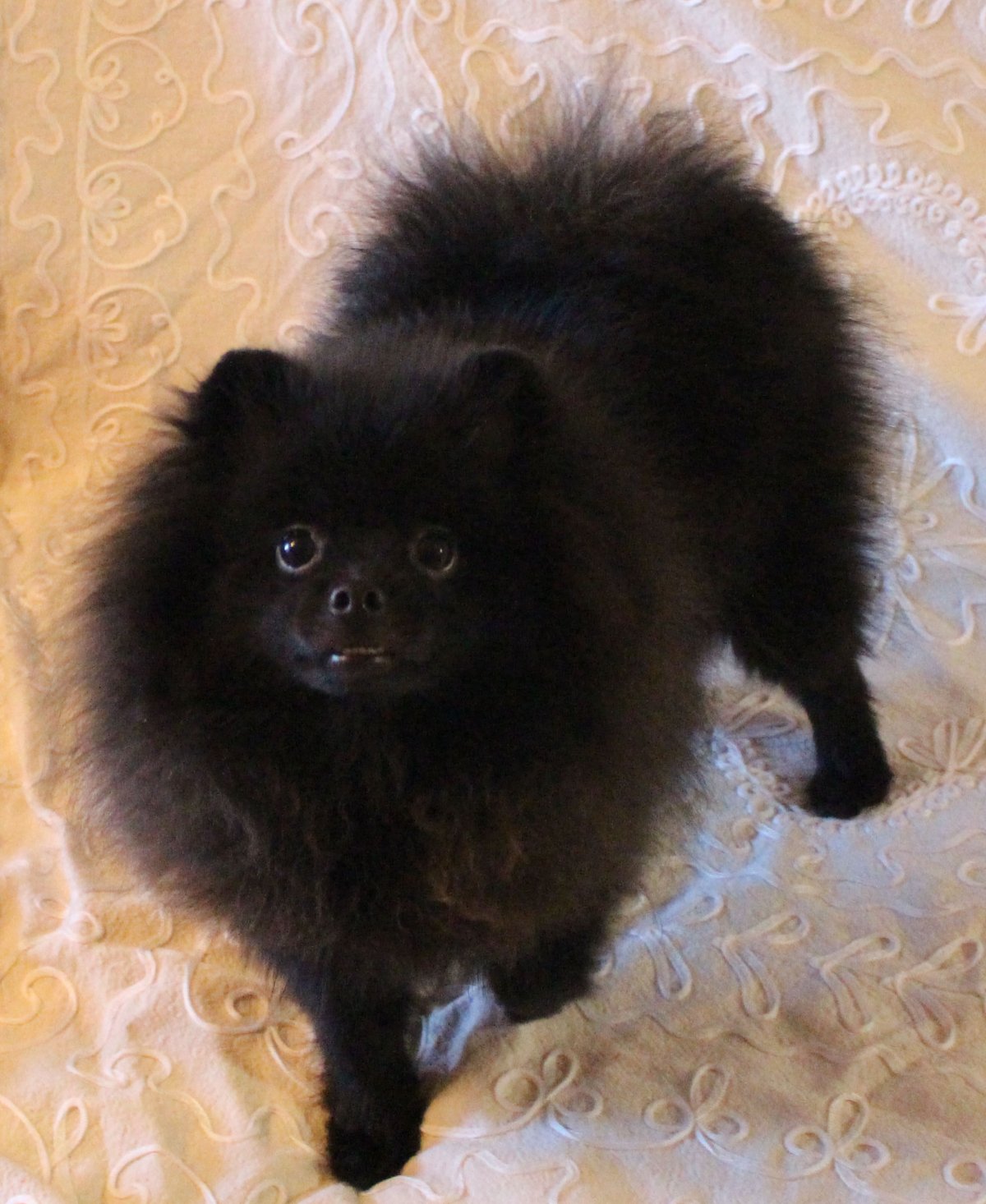 Померанский шпиц черный стриженный