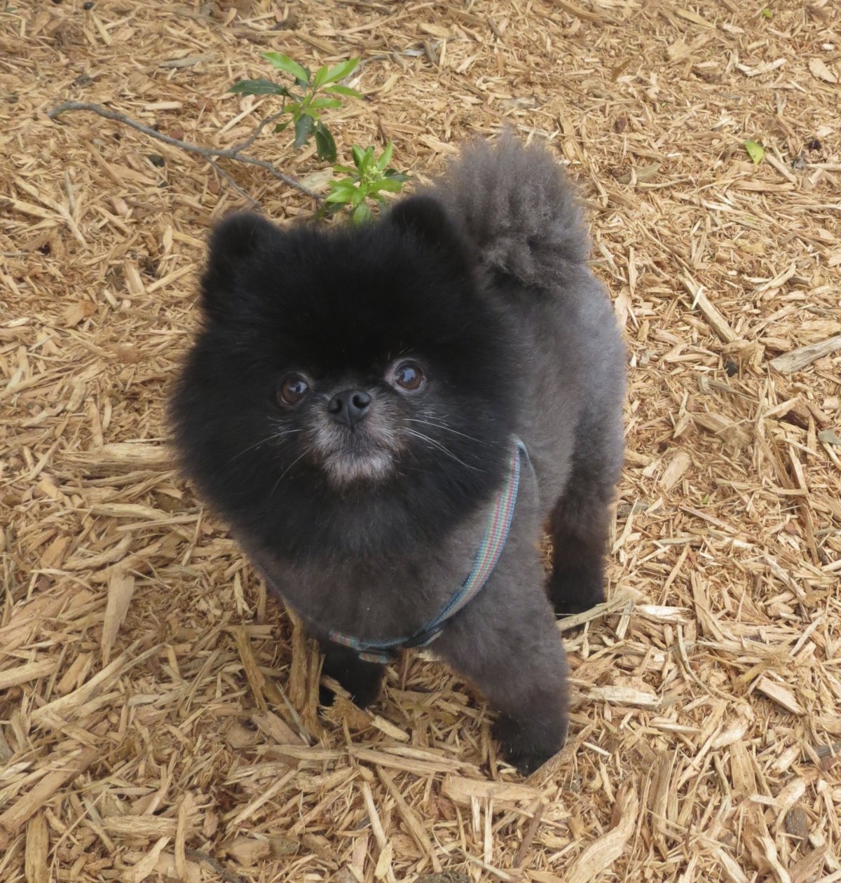 Померанский шпиц черный