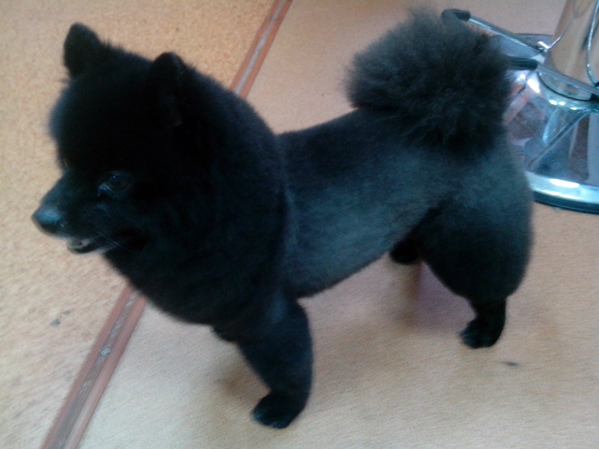 Мини шпиц черный