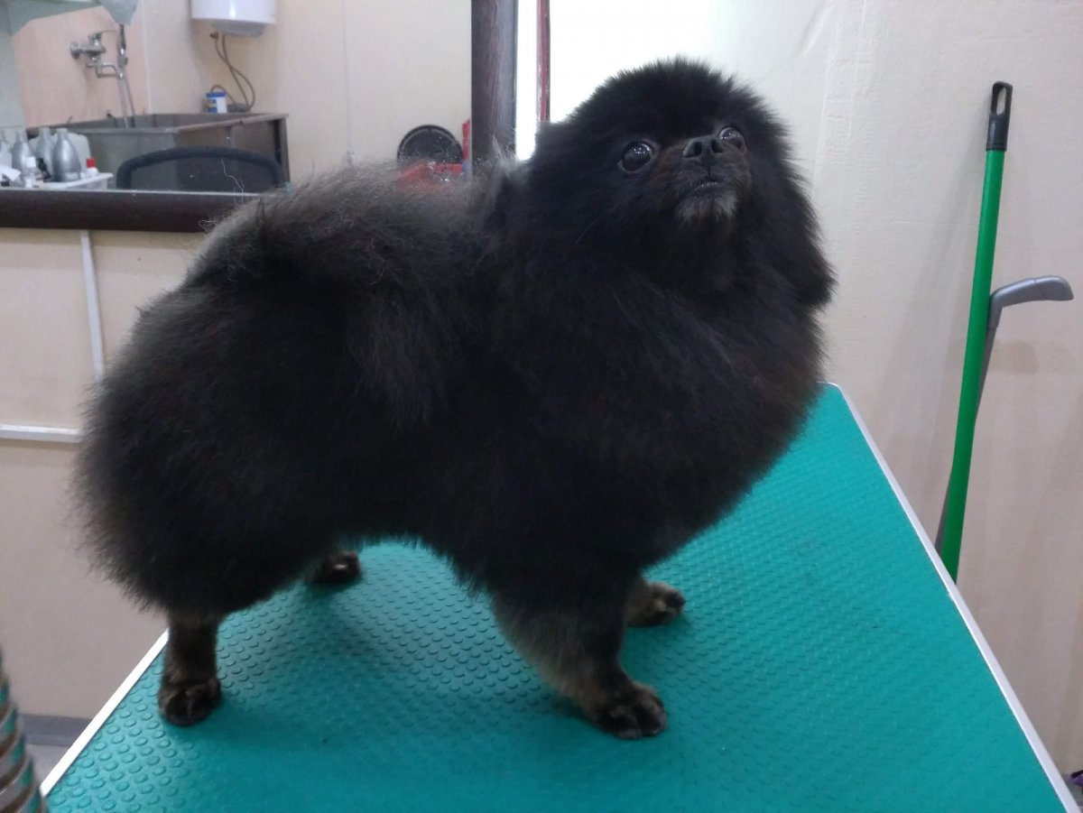 Стрижка шпица черно рыжий