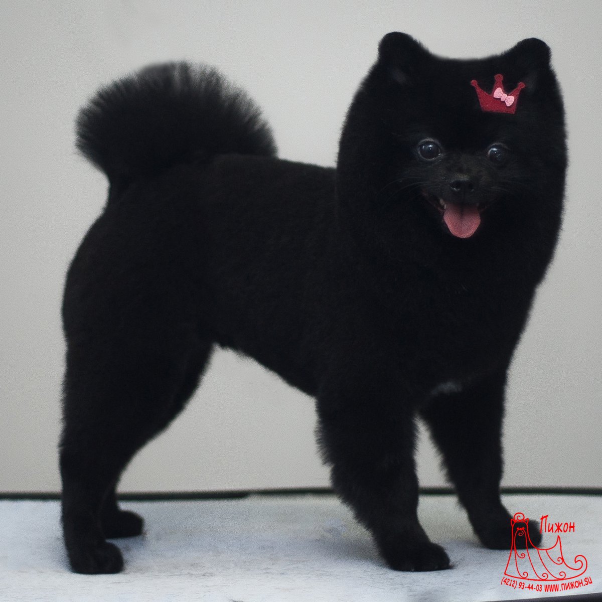 Шпиц померанский черный стрижка