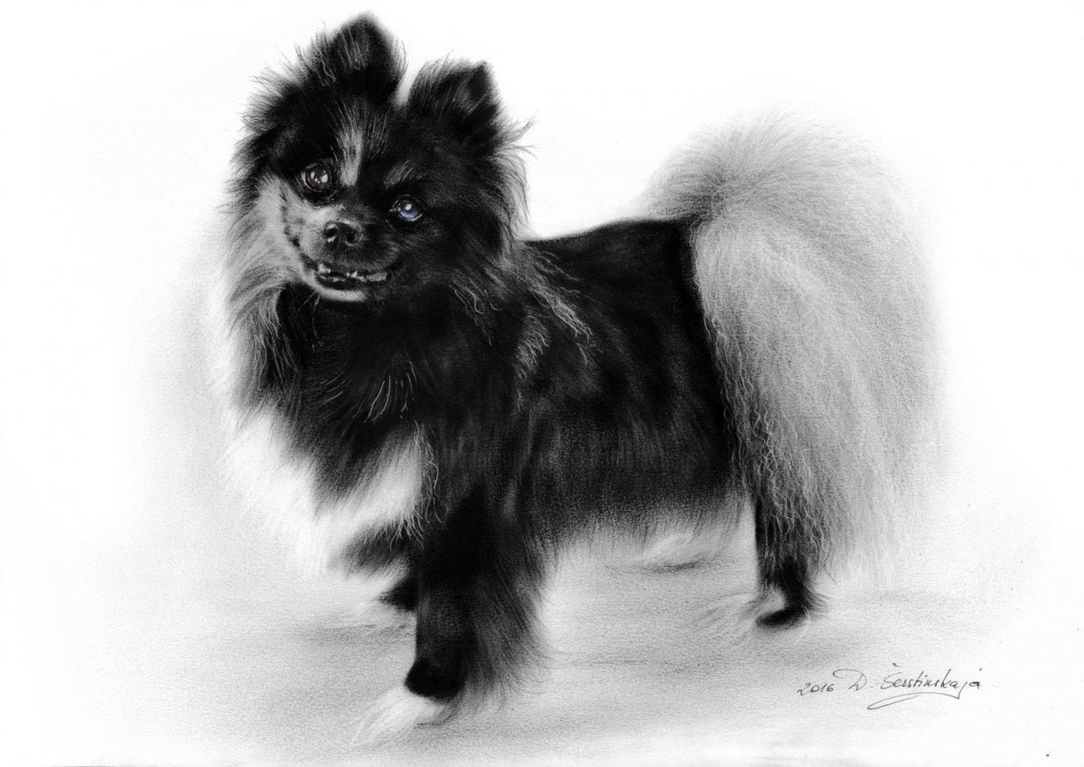 Померанский шпиц strijka