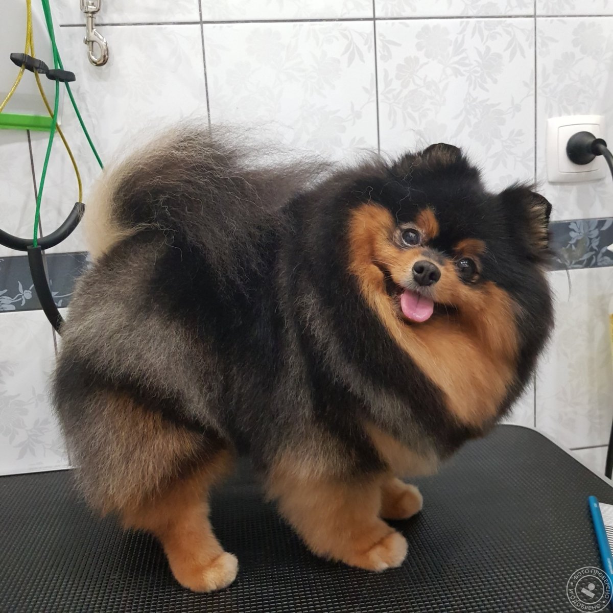 Стрижка черного шпица