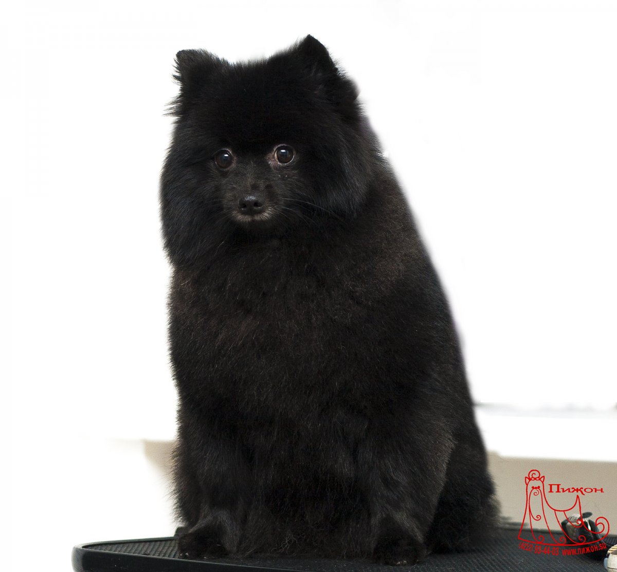 Груминг черного померанского шпица