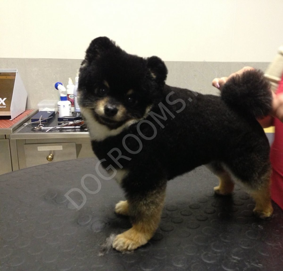 Померанский шпиц черный медвежьего типа