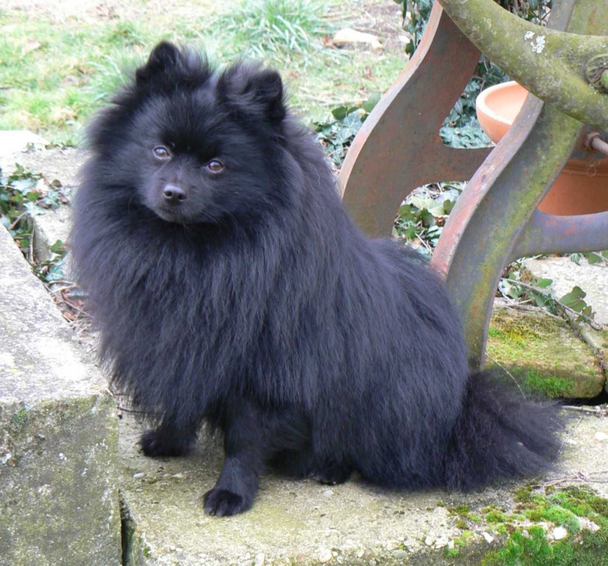 Померанский шпиц черный подпалый Медвежонок стрижка