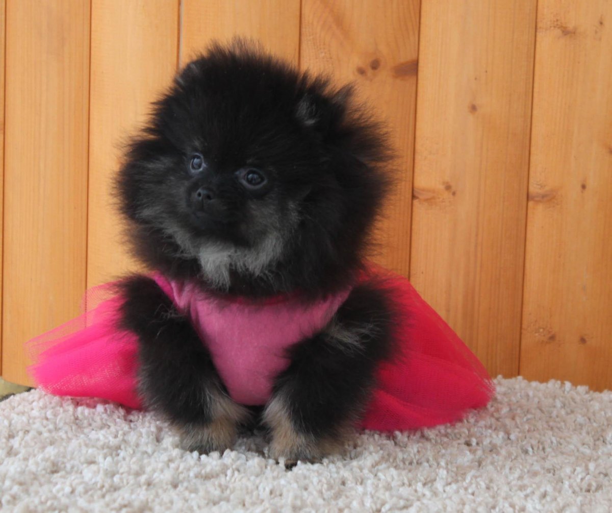 Померанский шпиц черный бриллиант