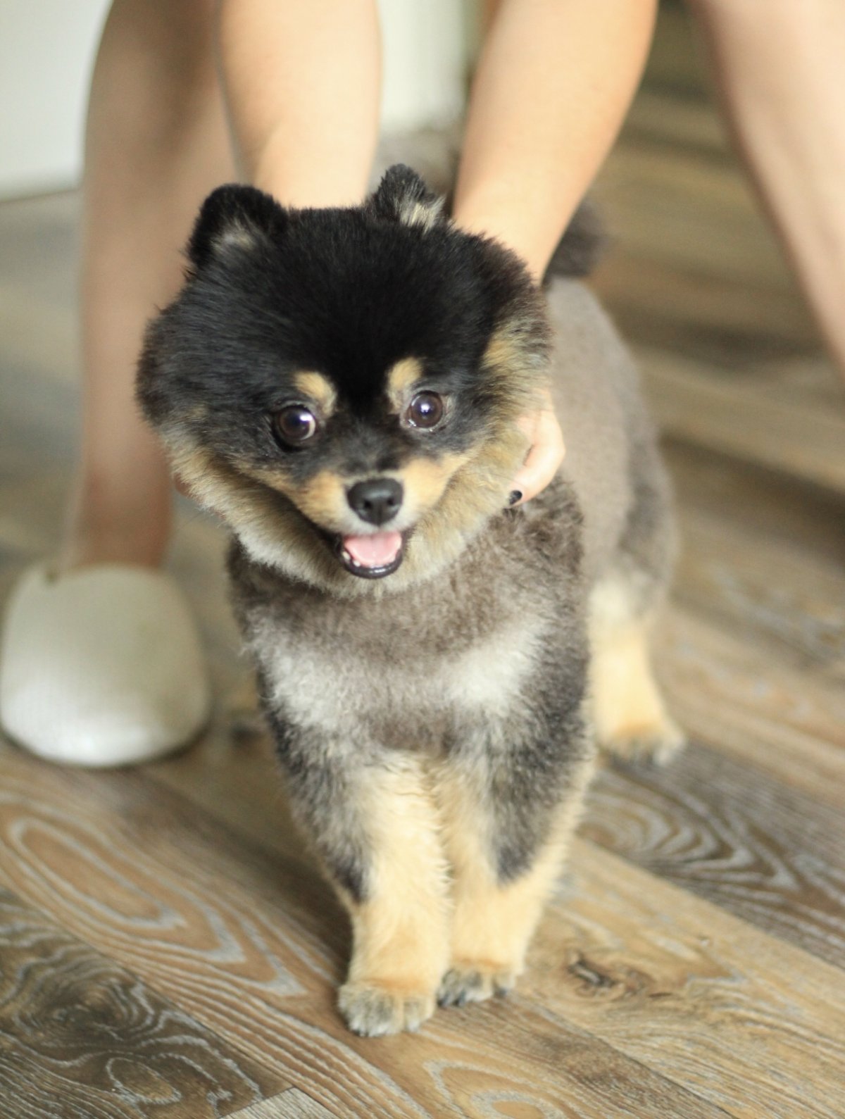 Померанский шпиц черный щенок