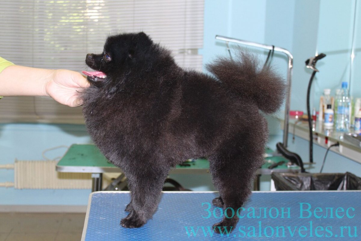 Стрижки шпицев черного цвета