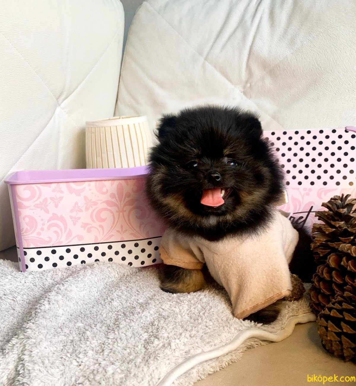 Немецкий шпиц черный стриженный