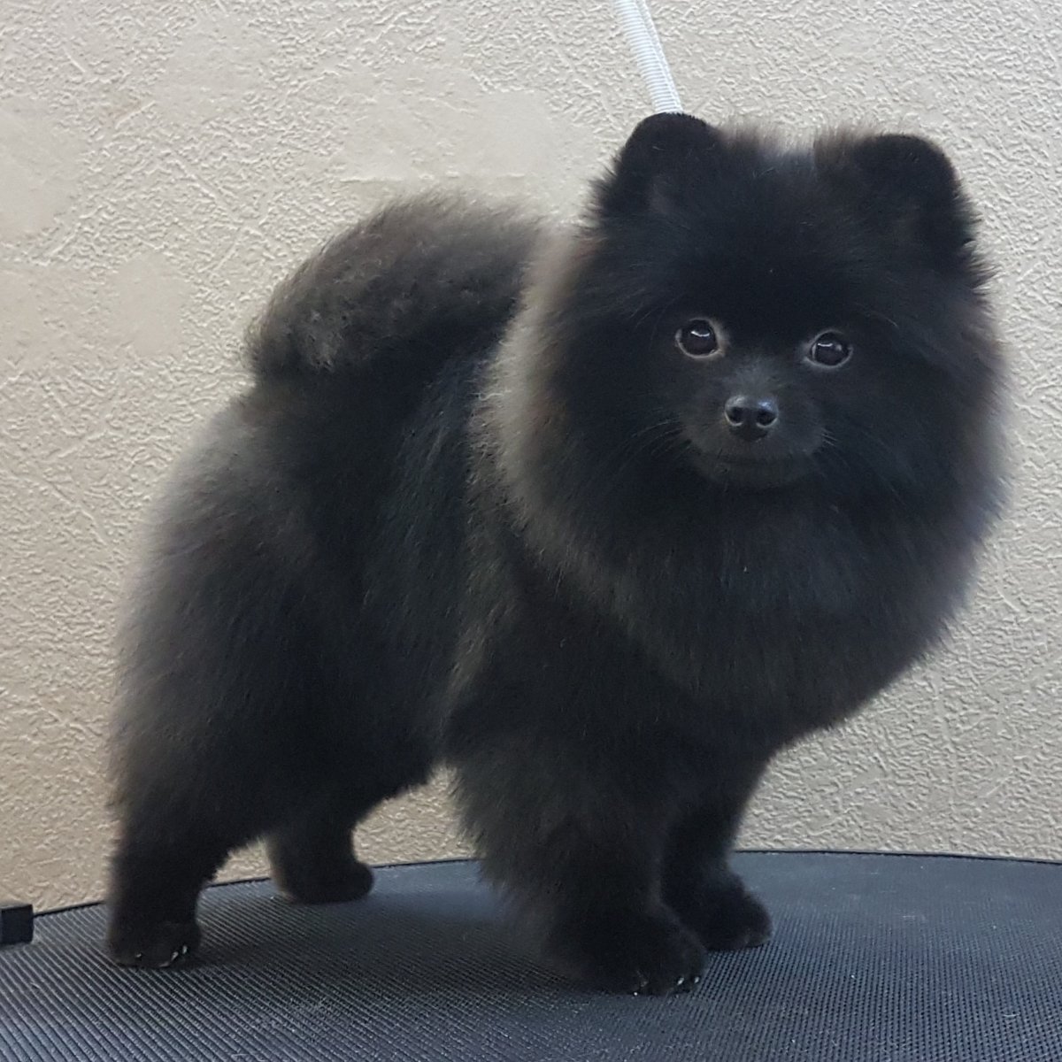 Неудачные стрижки шпицев