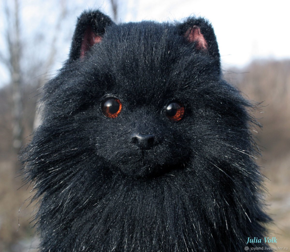 Померанский шпиц черный стриженный