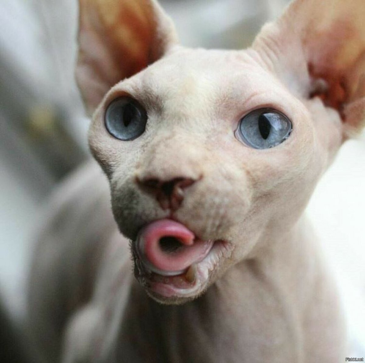 Злой лысый кот