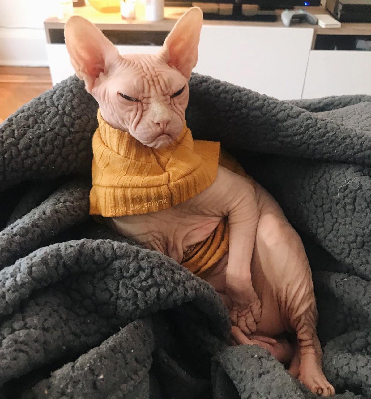 Коты сфинксы