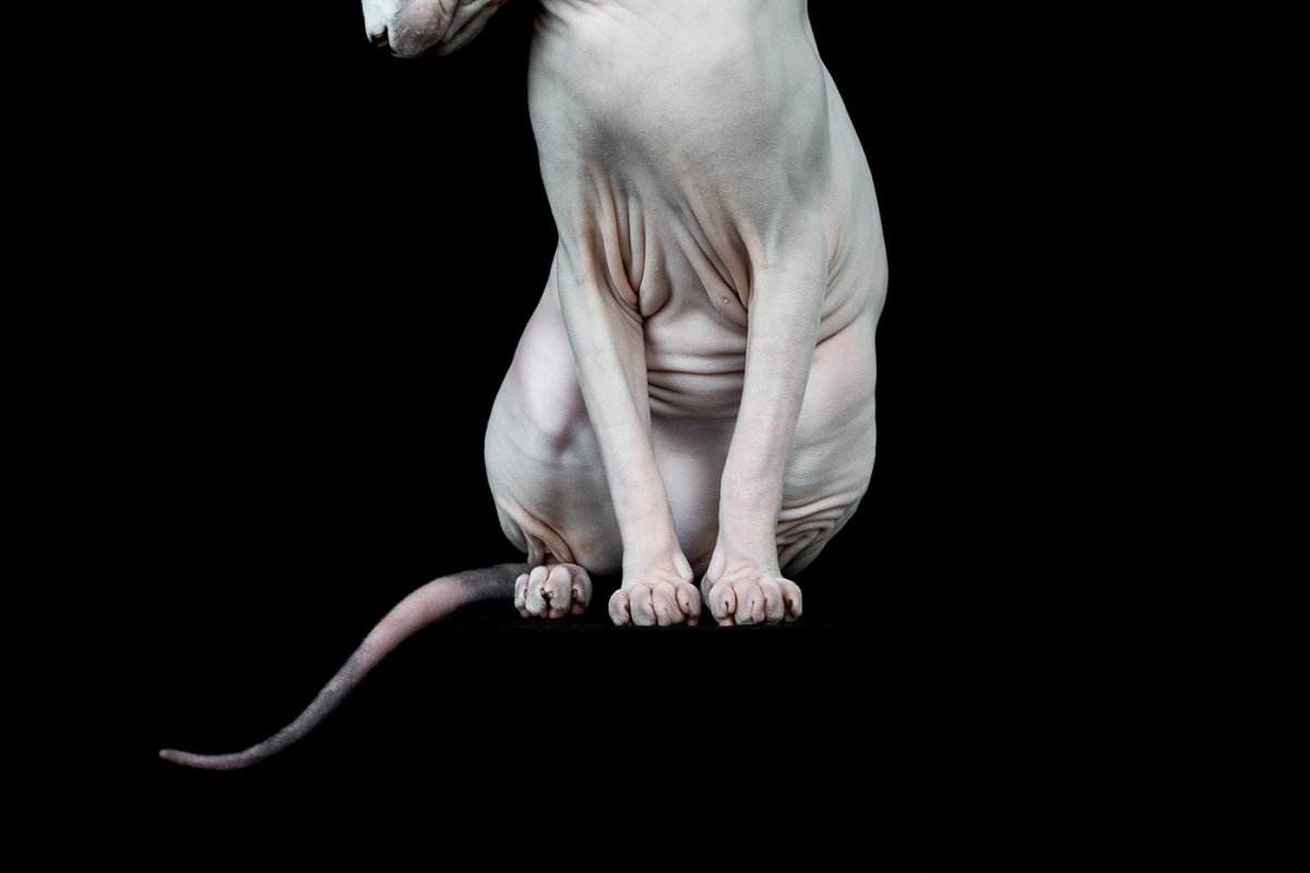 Голубой канадский сфинкс