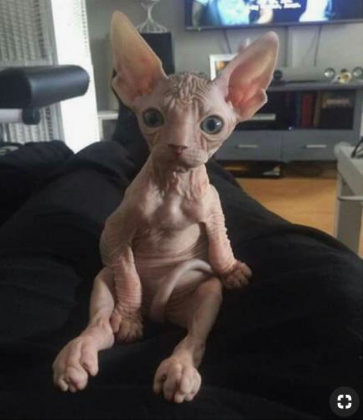 Невский сфинкс кошка