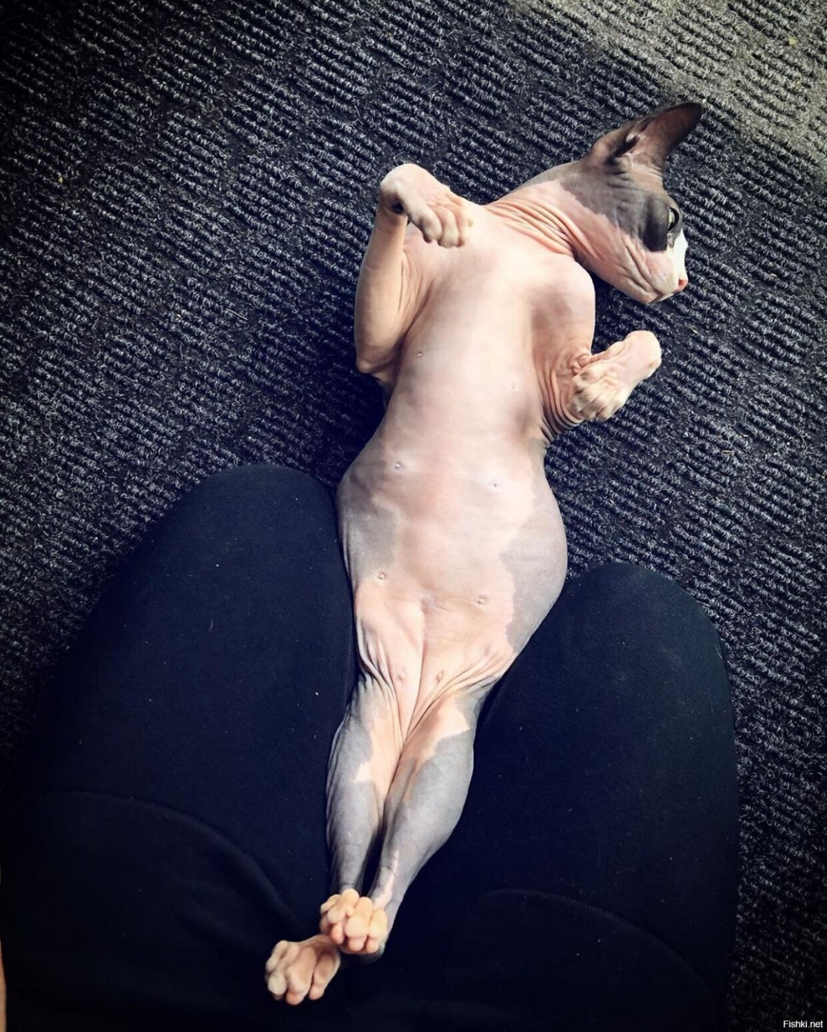 Лысый кот сфинкс котенок