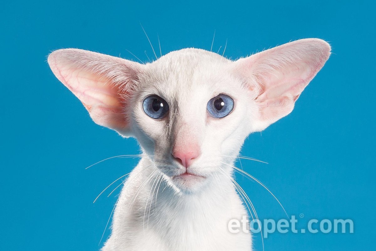 4/10 Ориентальная короткошерстная