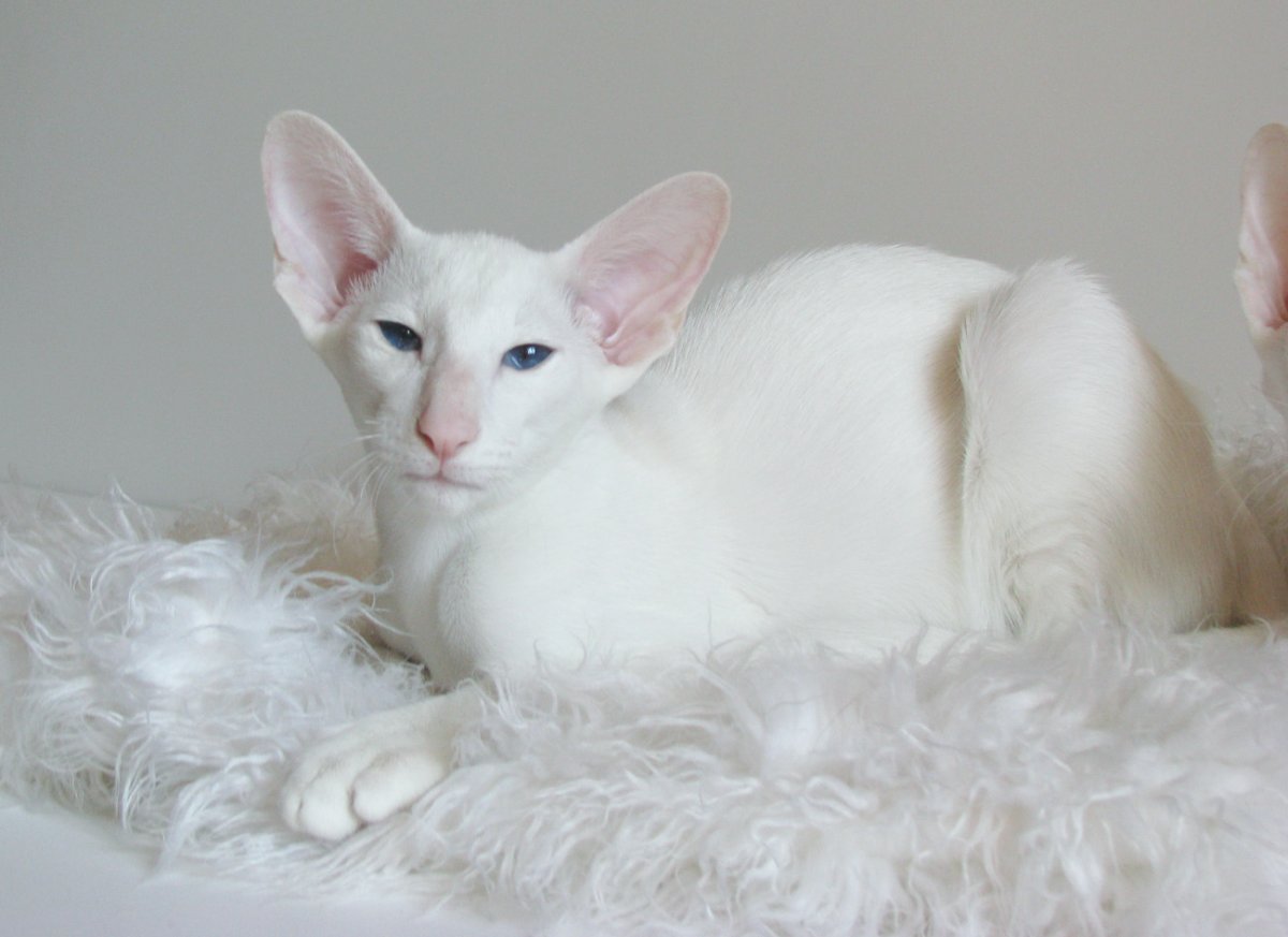 Порода кошек Форин Вайт