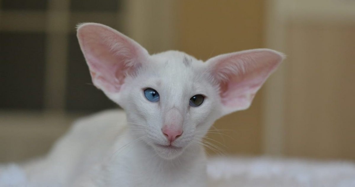 Ориентал альбинос