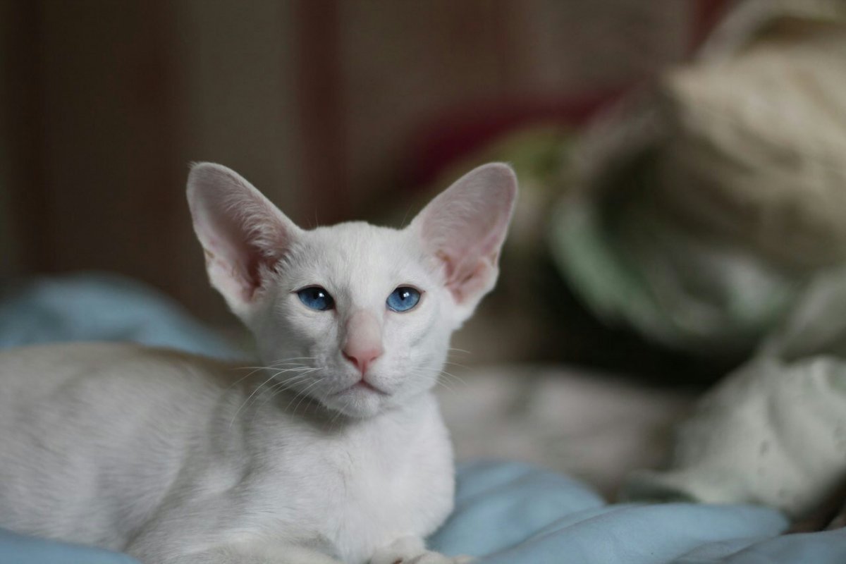 Коты ориенталы грузины