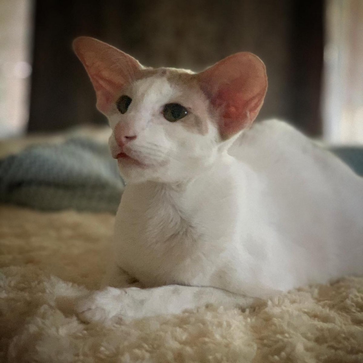 Белый ориентальный кот