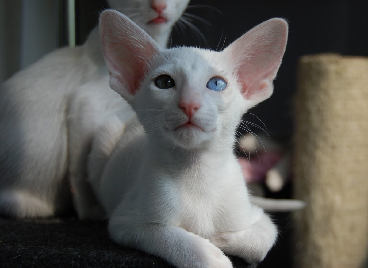 Марсо ориентальный кот