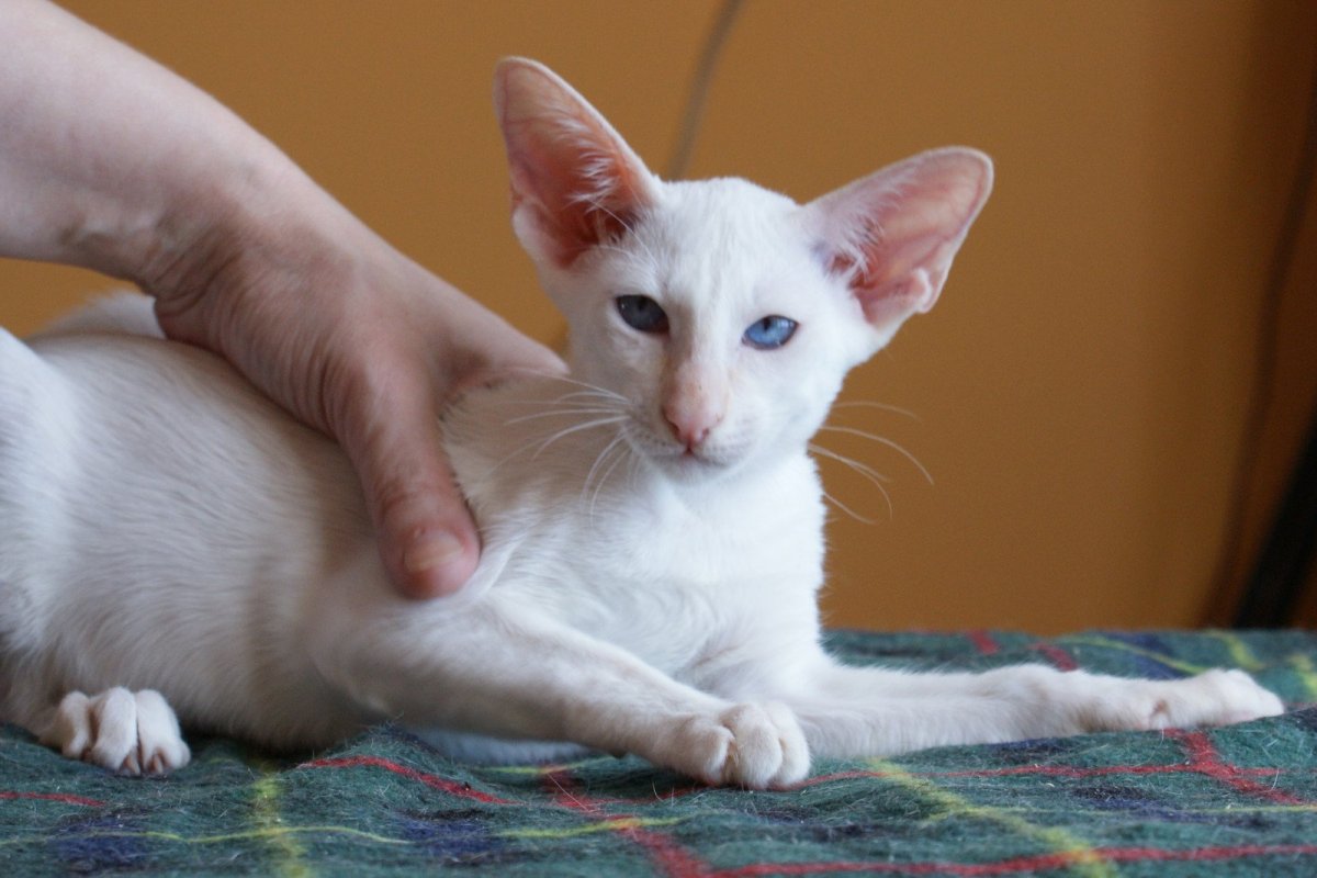 Ориентальная кошка с разными глазами