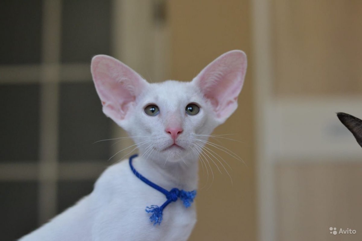 Ориентальная кошка грузин