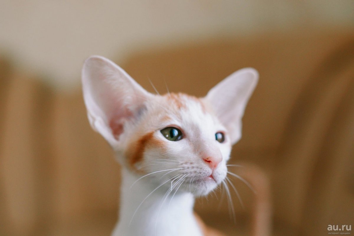 Ориентал Адольф