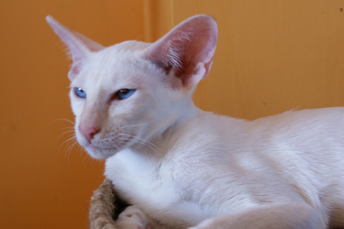 Ориентальная кошка экстремального типа мраморный